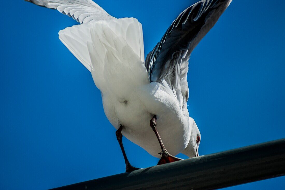 Rear view of a Cape gull (Larus dominicanus vetula). South Africa.