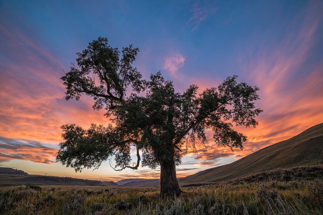 Pappel bei Sonnenuntergang, Lamar Valley, Yellowstone National Park, Wyoming.