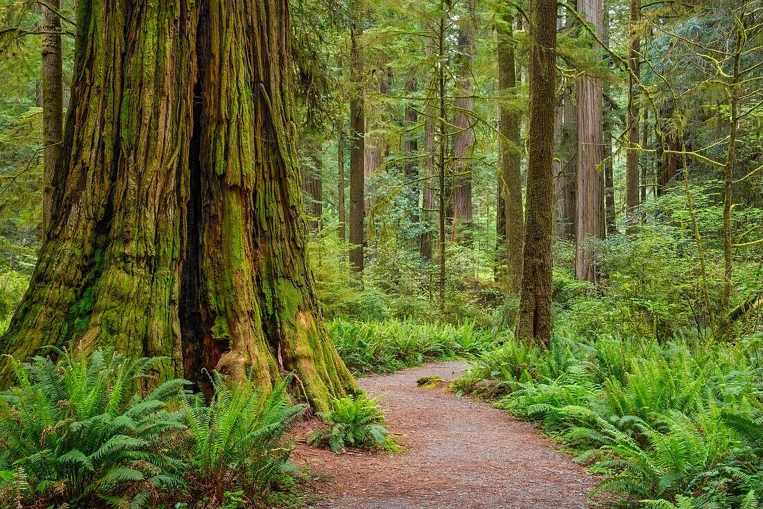 Trail durch Redwood-Bäume in Simpson-Reed Grove, Jedediah Smith State Park, Kalifornien.