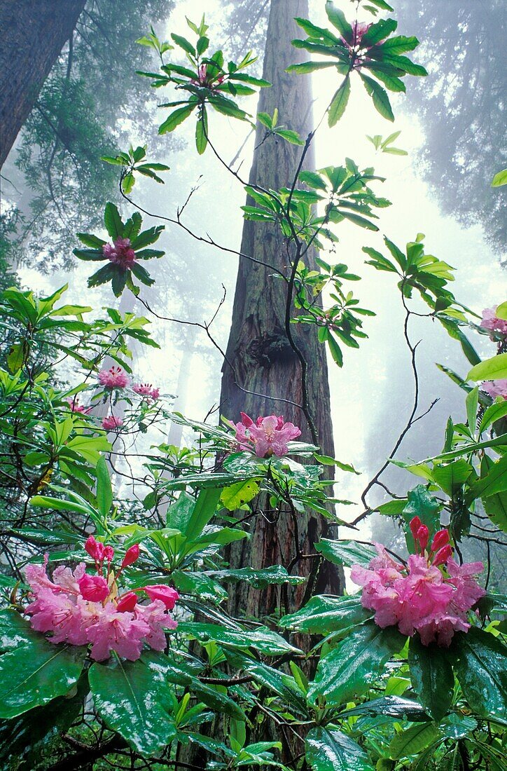 Rhododendron- und Redwood-Bäume; Damnation Creek Trail, Del Norte Redwoods State Park, Kalifornien.