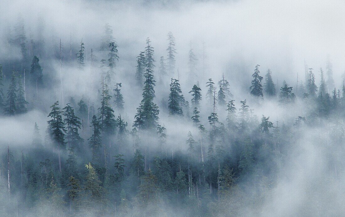 Wald und Nebel über dem Hoh River, vom Spruce Nature Trail; Olympic National Park, Washington.