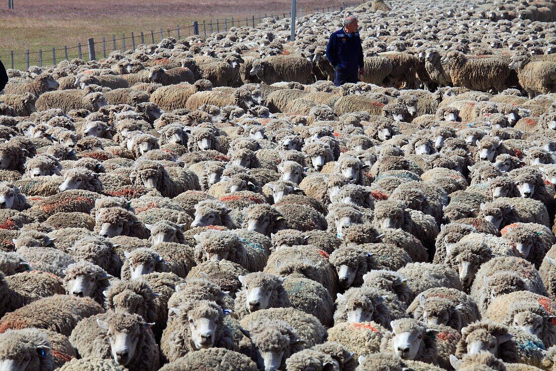 Chile,Magallanes,Patagonia,flock of sheep,.