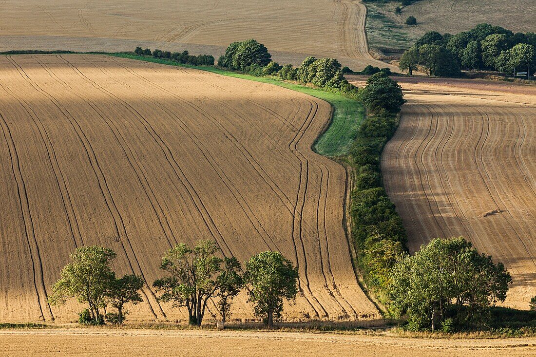 Summer afternoon on the South Downs in West Sussex,England.