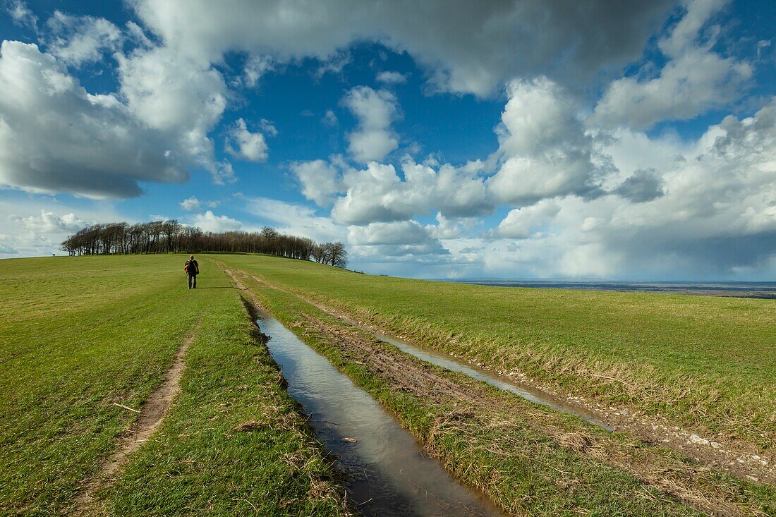 Vorfrühling am Chanctonbury Ring, prähistorische Wallburg im South Downs National Park, West Sussex, England.