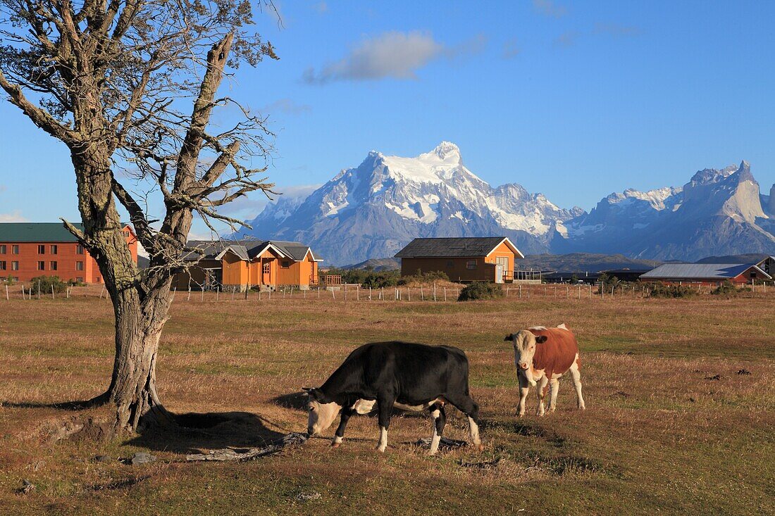 Chile, Magallanes, Torres del Paine, Nationalpark, Ranch, Rinder.