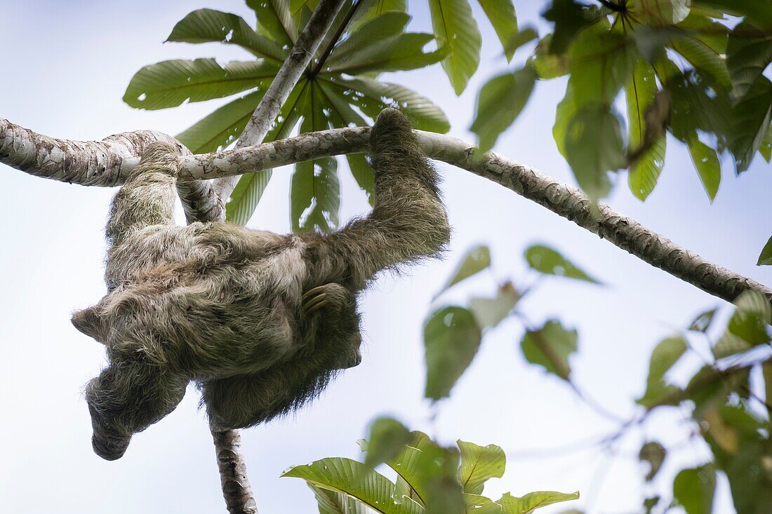 Brown-throated Three-toed Sloth (Bradypus variegatus) perched on Cecropia tree. Braulio Carrillo National Park. Heredia province. Costa Rica.