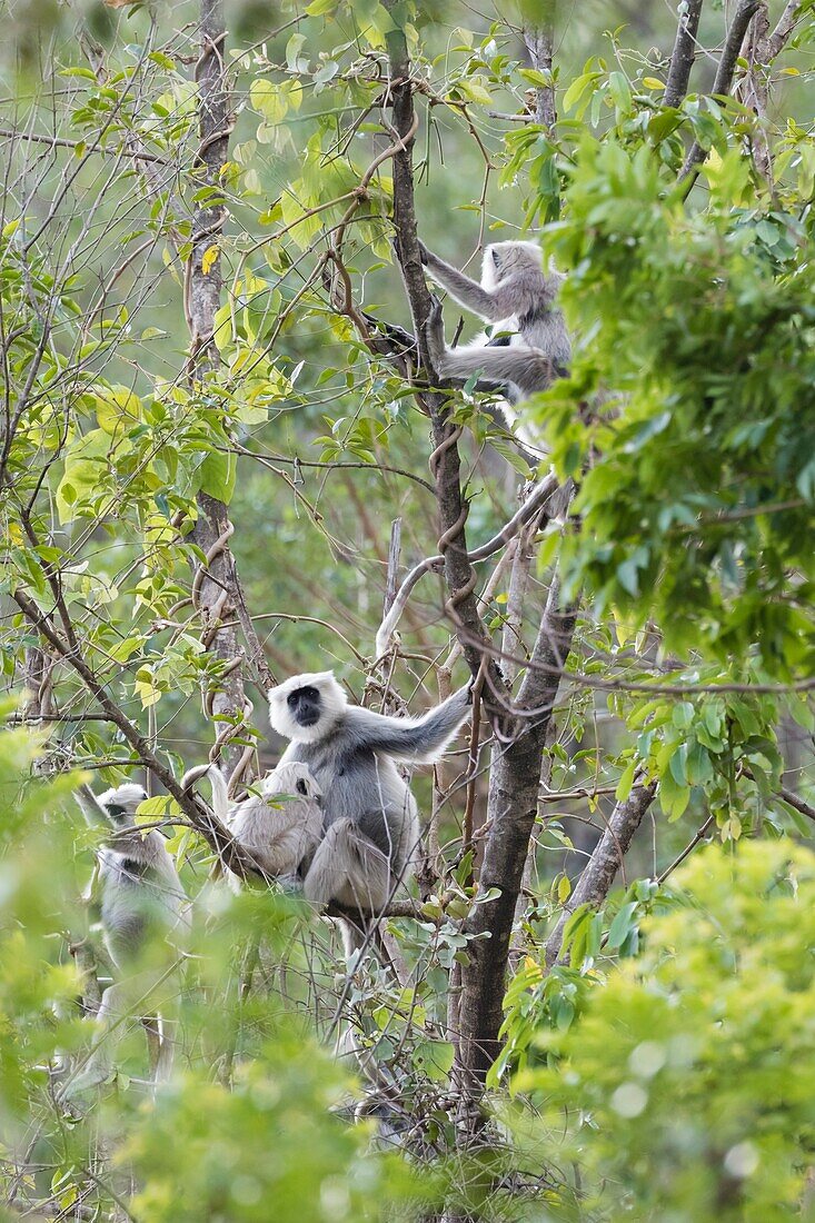 Nepal Gray Langur (Semnopithecus schistaceus) group. Pangot. Nainital district. Uttarakhand. India.