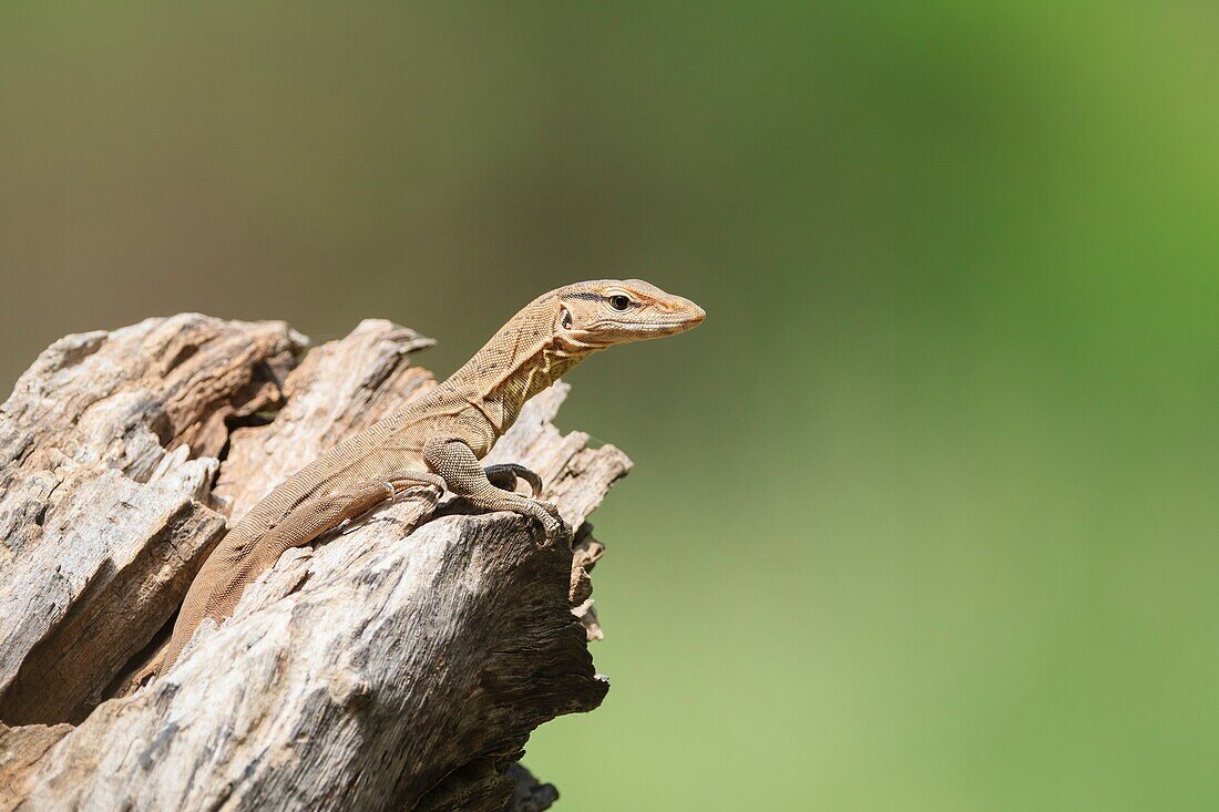 Bengal Monitor Lizard (Varanus bengalensis),juvenile on tree hole. Keoladeo National Park. Bharatpur. Rajasthan. India.