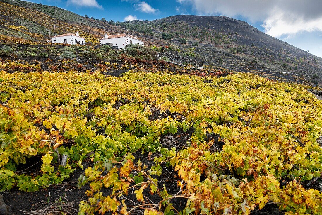 Weinberge der Malvasia-Traube. Fuencaliente. La Palma. Kanarische Inseln. Spanien.