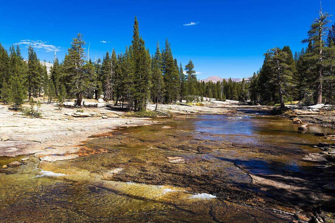 Die Lyell Fork des Tuolumne River, Tuolumne Meadows, Yosemite National Park, Kalifornien USA.