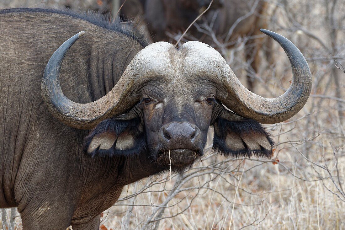 Kaffernbüffel (Syncerus caffer), erwachsenes Männchen, stehend zwischen Sträuchern, Alarm, Krüger Nationalpark, Südafrika, Afrika.
