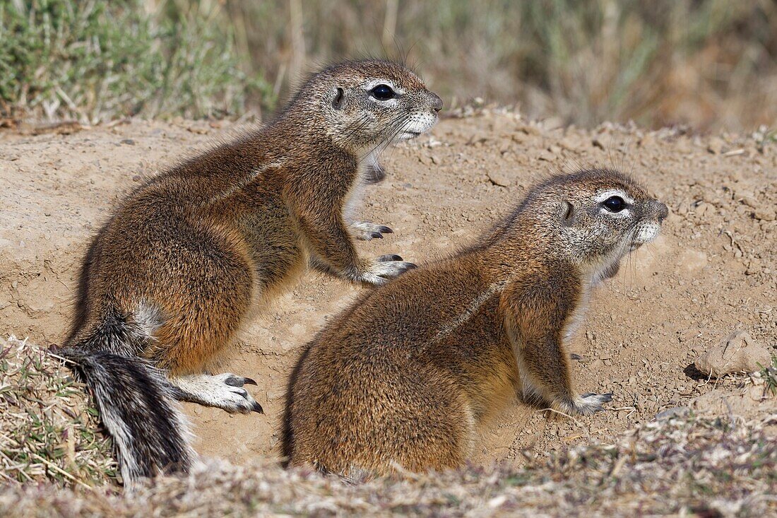 Kap-Eichhörnchen (Xerus inauris), Erwachsene, mit Blick vom Eingang der Höhle, Mountain Zebra National Park, Eastern Cape, Südafrika, Afrika.