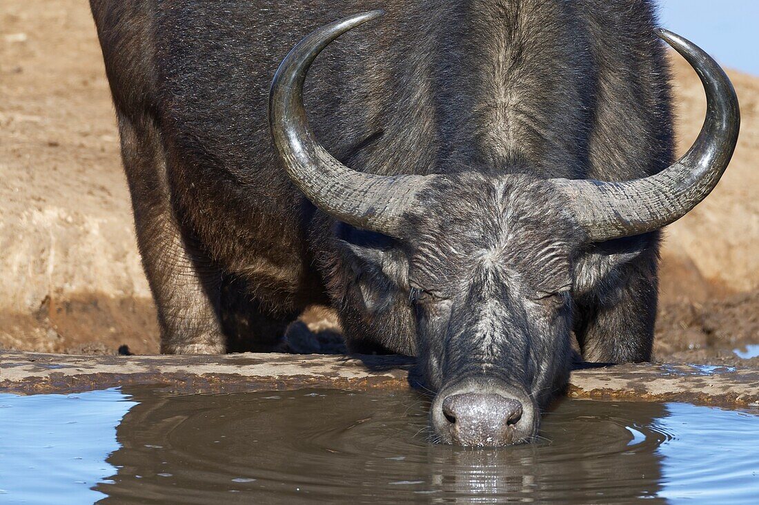 Afrikanischer Büffel (Syncerus caffer), Erwachsener, trinken an einer Wasserstelle, Addo Elephant National Park, Eastern Cape, Südafrika, Afrika.