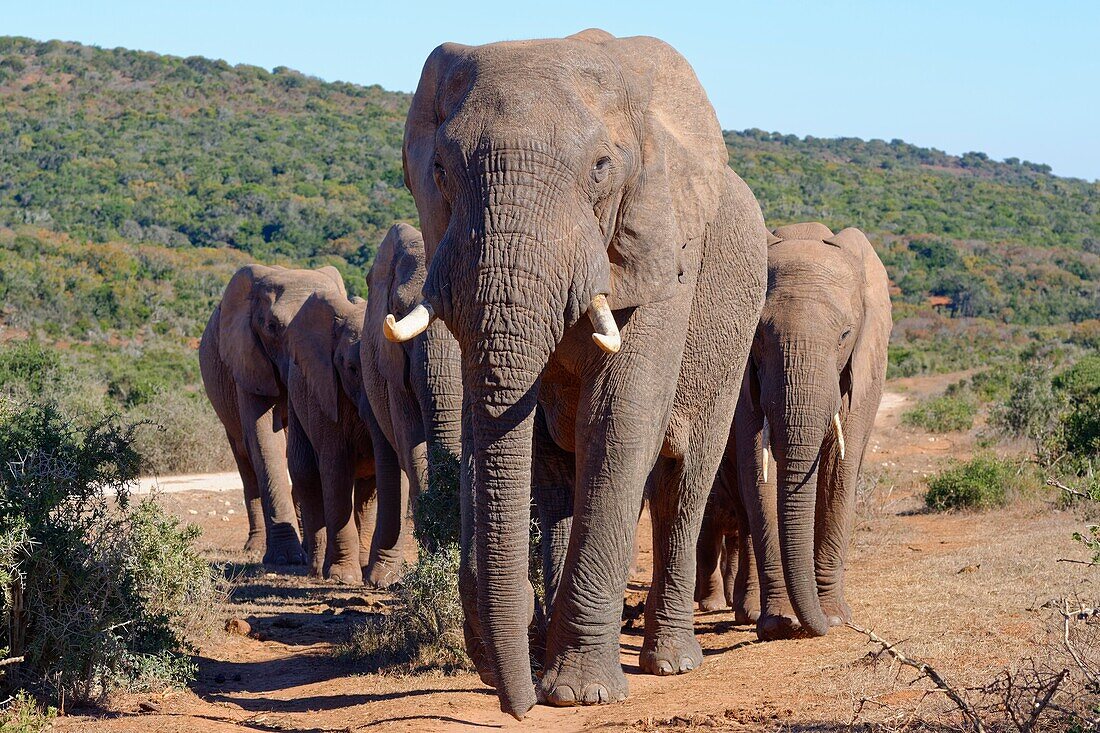 Afrikanische Buschelefanten (Loxodonta africana), Herde zu Fuß auf einem Feldweg, männlicher Elefant an der Spitze, Addo Elephant National Park, Eastern Cape, Südafrika, Afrika.