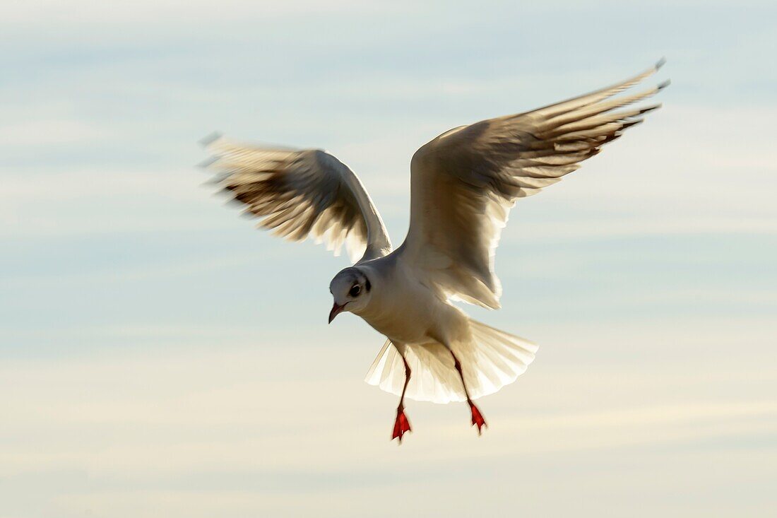 gull skillfully hovering in sunlight at Verbano lake,shot in bright winter light at Angera,Verbano,Varese,Lombardy,Italy.