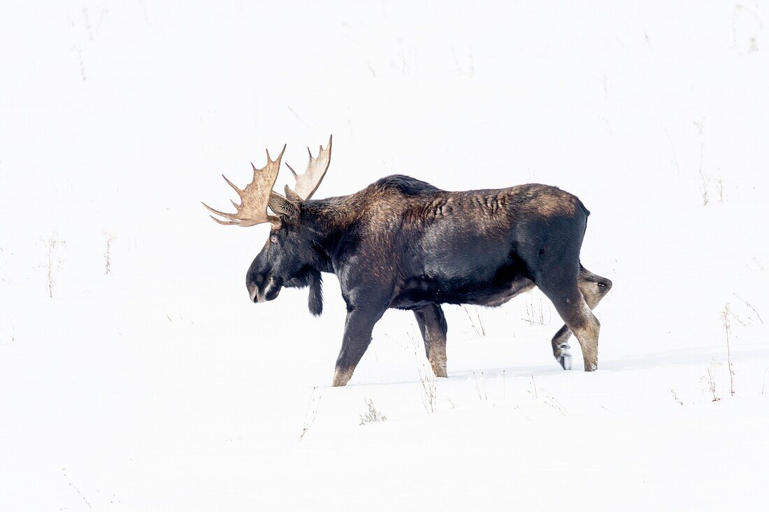 Elchbulle im Yellowstone Park.