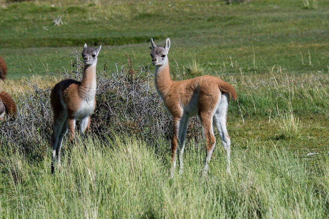 Baby (chulengo) Guanakos (Lama Guanicoe) im Nationalpark Torres del Paine im Süden Chiles.