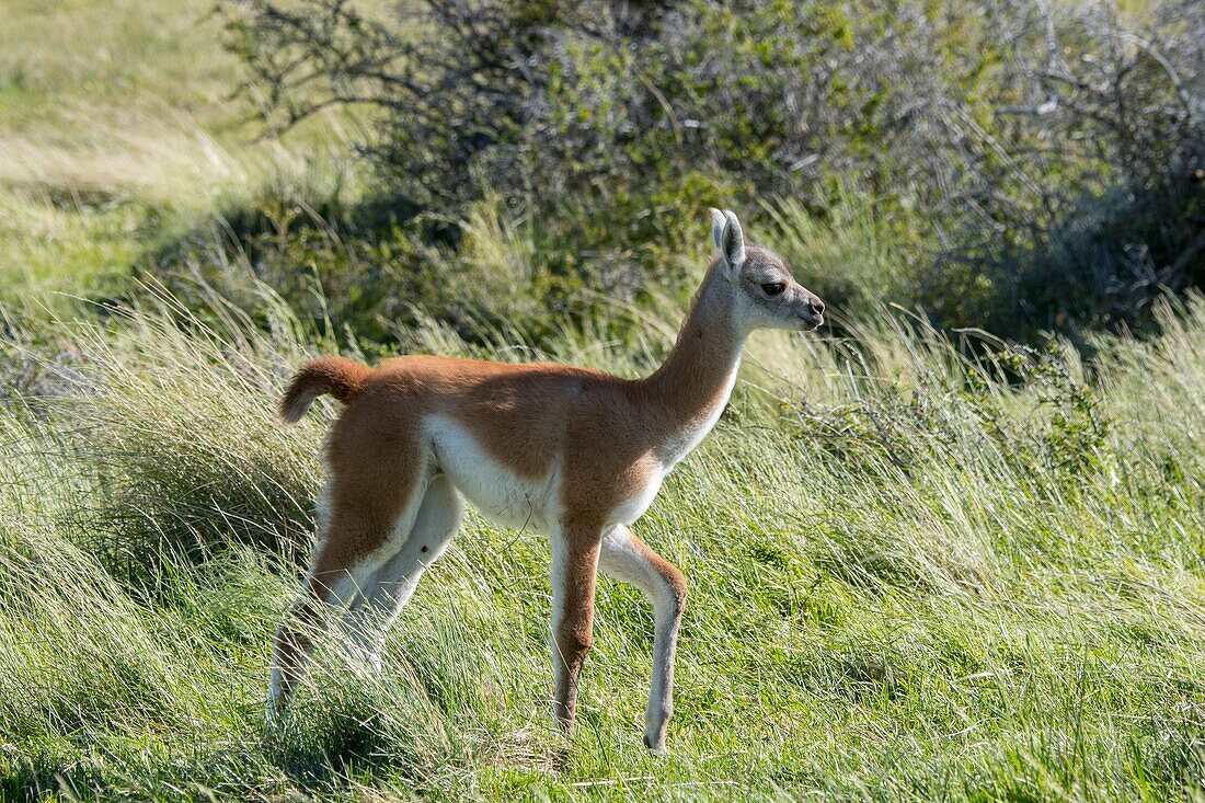 A baby (chulengo) guanaco (Lama guanicoe) is walking through the grass in Torres del Paine National Park in Southern Chile.