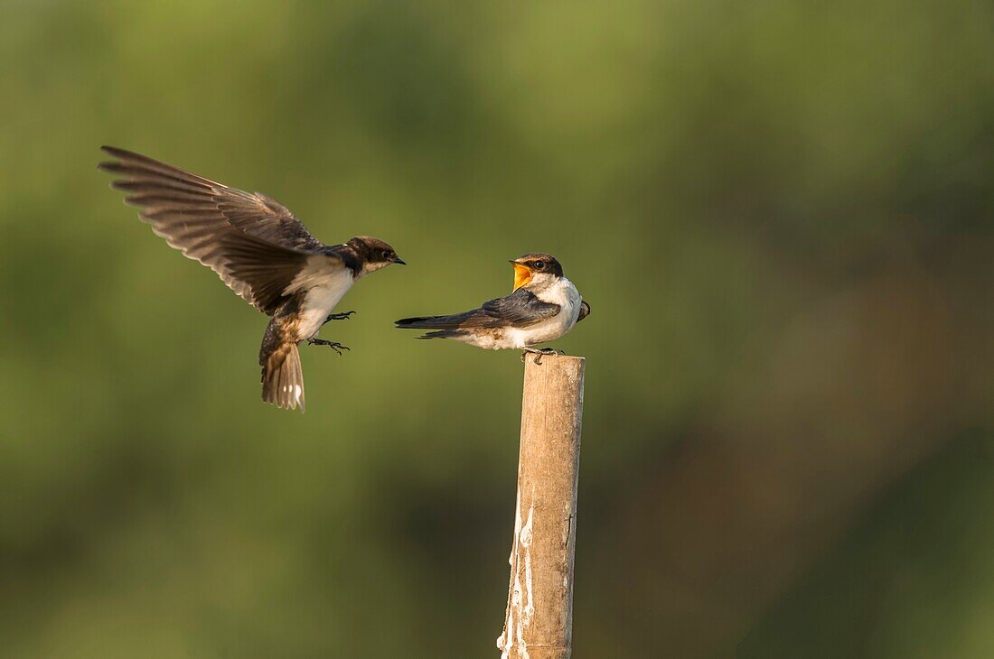 Wire-tailed swallow,Hirundo smithii,Ghansoli,Maharashtra,India.