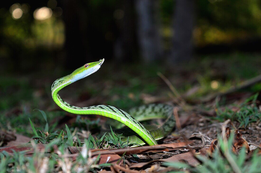 Green Vine Snake,Ahetulla nasuta,Satara,Maharashtra,India.