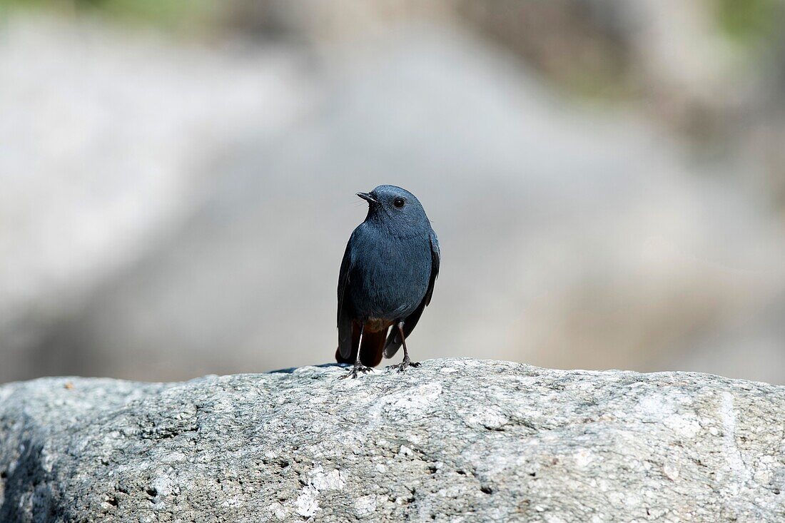 Plumbous Gartenrotschwanz, Phoenicurus fuliginosus, Chaffi, Nainital, Uttarakhand, Indien.