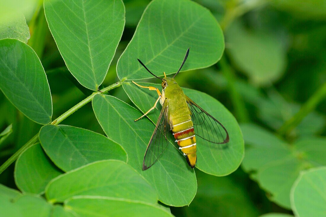 Clearwing Coffee bee hawk moth near Pune,Maharashtra,India.