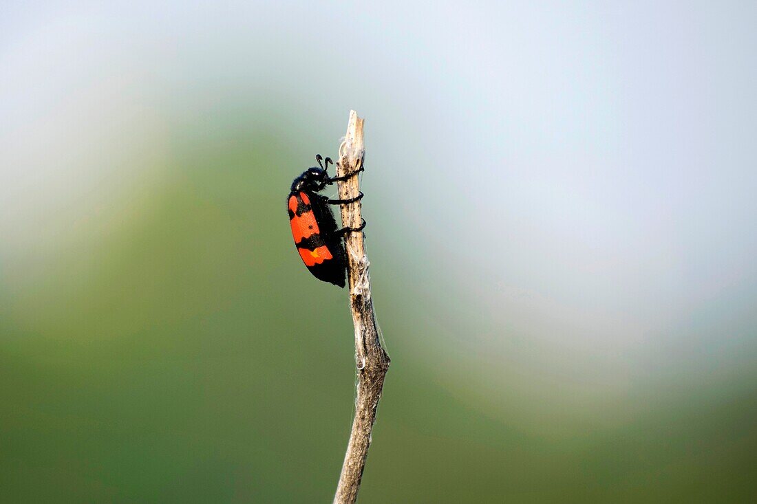 Poisonous blister beetles with bright black and red warning coloration,Akola Maharashtra,India.