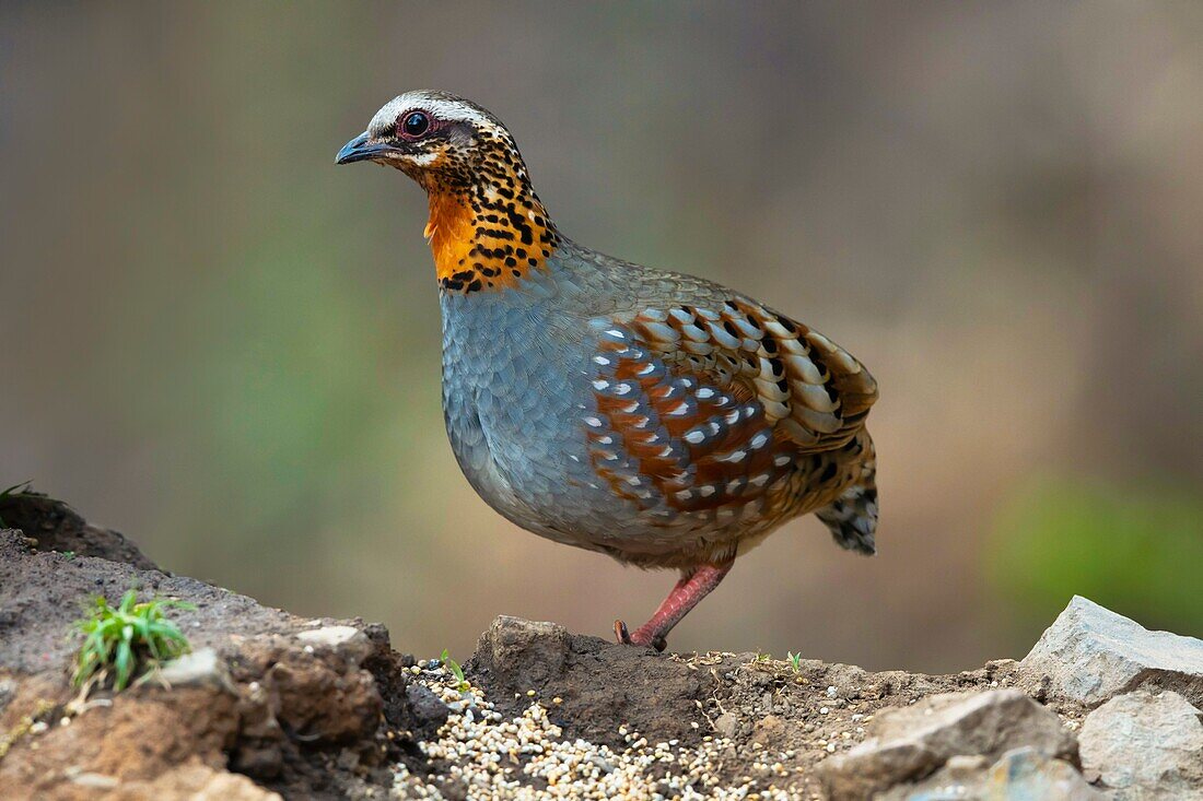 Rotkehliges Rebhuhn, Arborophila rufogularis, Sattal, Nainital Uttarakhand, Indien.