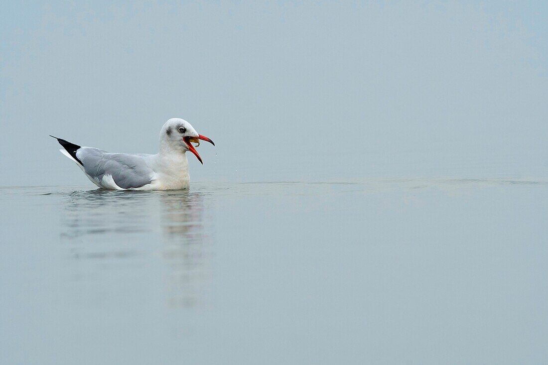 Lachmöwe, Chroicocephalus ridibundus, Bhigwan, Pune, Maharashtra, Indien.