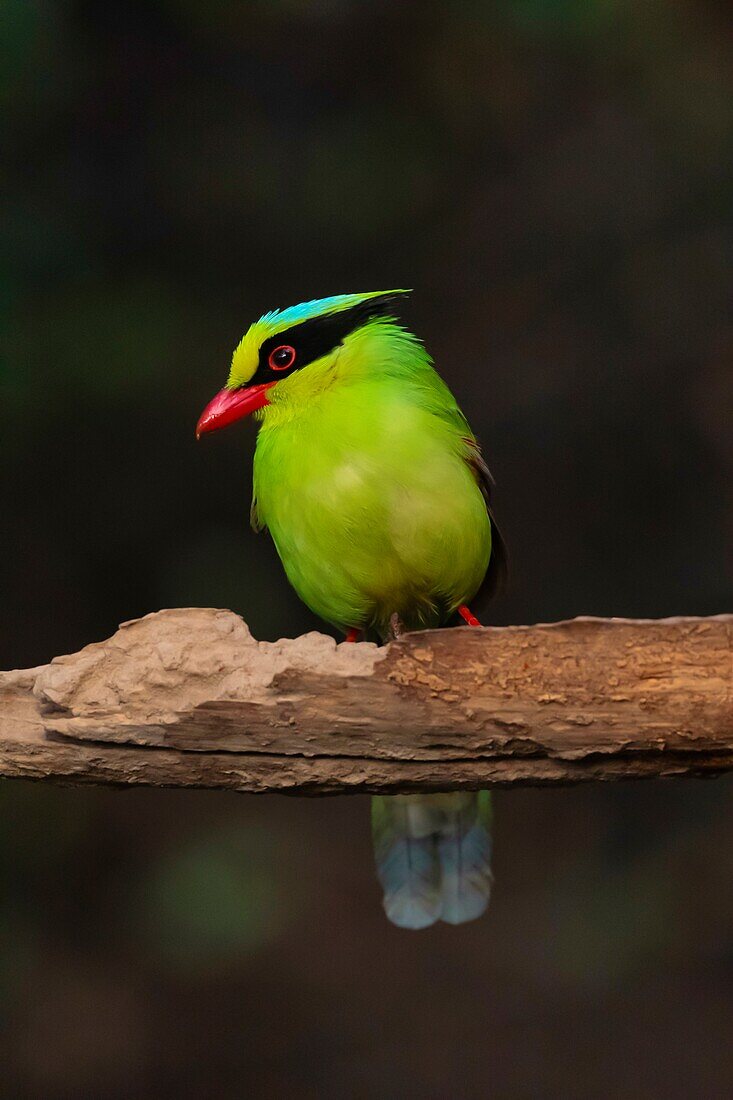 Gemeine grüne Elster, auch Jagdelster (Cissa chinensis), Sattal, Nainital Uttarakhand, Indien.