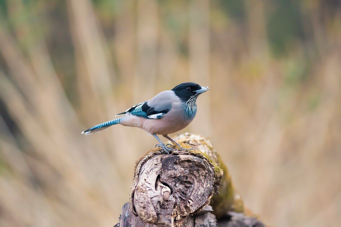 Schwarzkopfhäher, Garrulus lanceolatus, Sattal, Nainital, Uttarakhand, Indien.