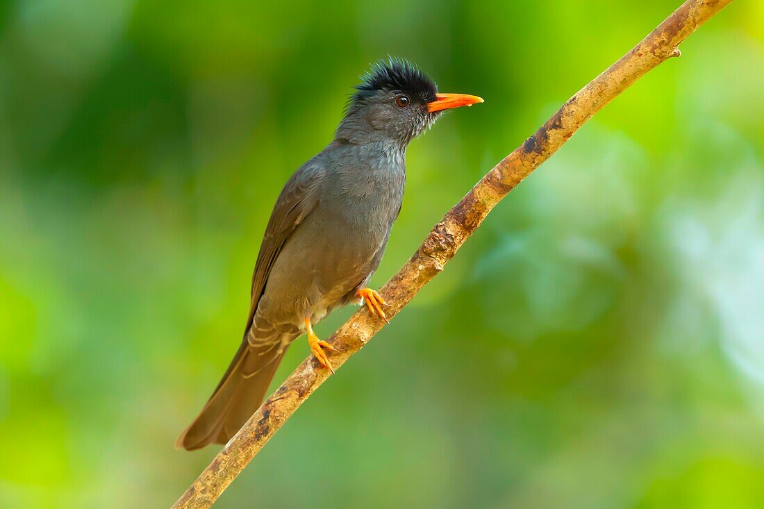 Square tailed bulbul,Hypsipetes ganeesa,Munnar,Kerala,India.