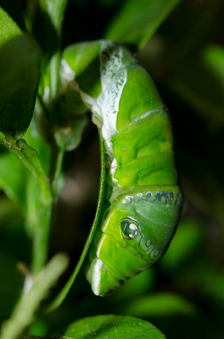 Gemeiner Mormon (Schwalbenschwanz-Schmetterling, Papilio Polytes) in Büschen, Klungkung, Bali, Indonesien.