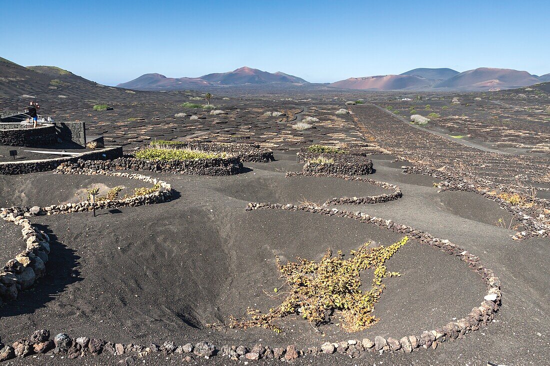 Der typische Malvasia der Vulkaninsel. La Geria, Lanzarote. Spanien.