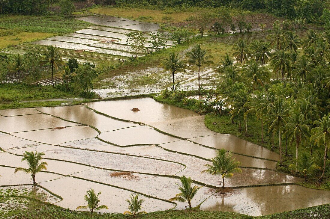 Reisfelder in der Nähe der Chocolate Hills. Bohol Central Visayas, Philippinen.