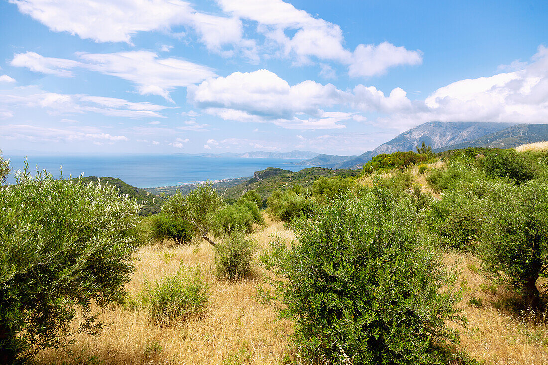 Olive trees, mountain landscape and coastal panorama at Marathokampos Bay on the southwest coast of Samos island in Greece