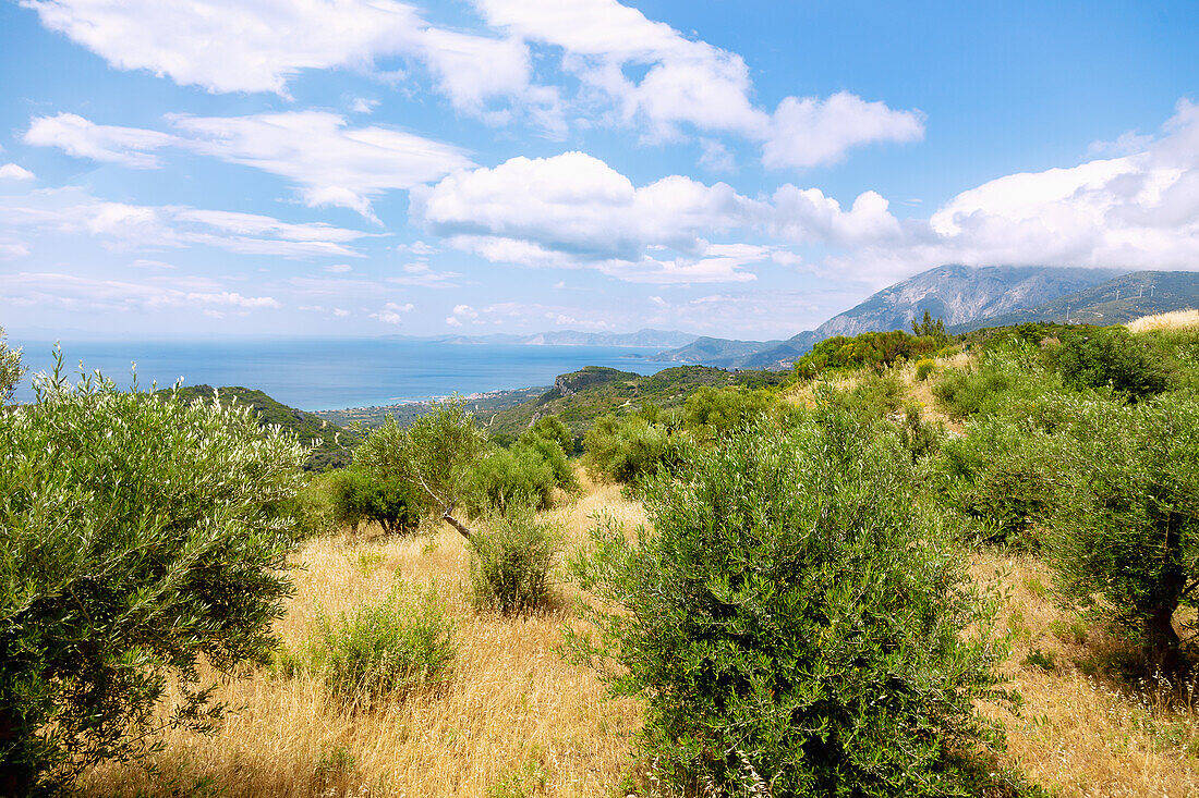 Olivenbäume, Berglandschaft und Küstenpanorama an der Bay Marathokampos an der Südwestküste der Insel Samos in Griechenland