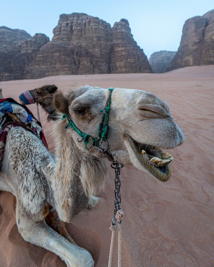 Kamel im Wadi Rum, Jordanien