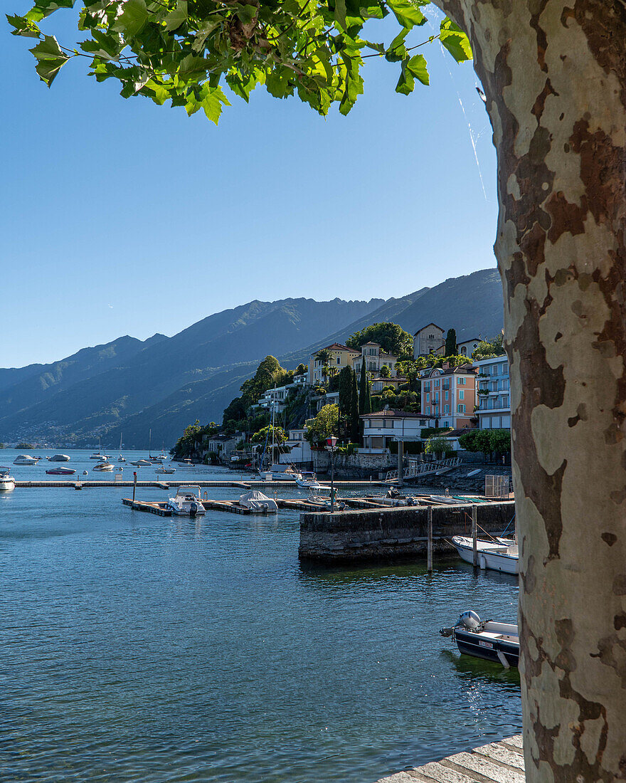 Ascona mit Lago Maggiore, Tessin, Schweiz