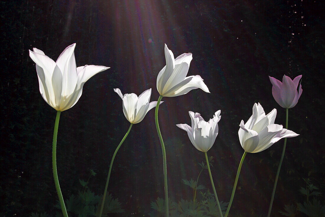 Weiße Tulpen vor schwarzem Hintergrund