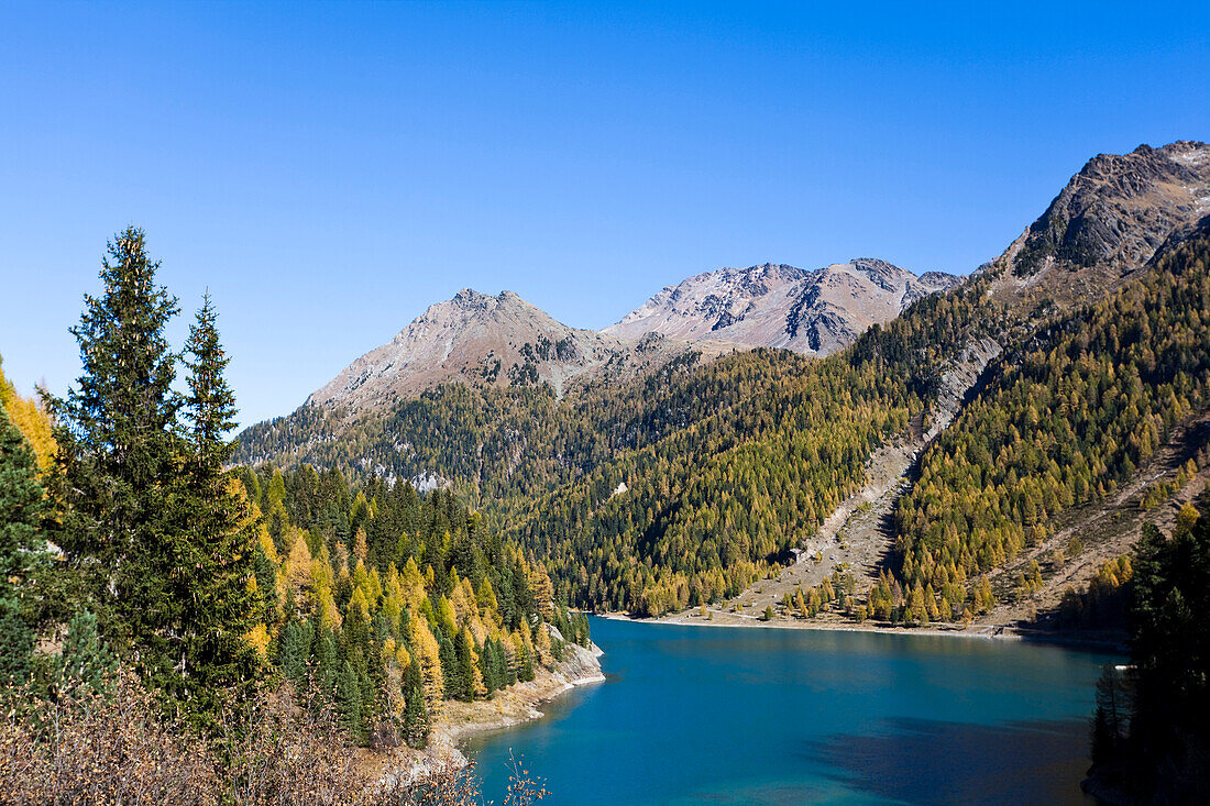The valley martelltal with lake Zufrittsee with colorful larch trees. South Tyrol, Italy.