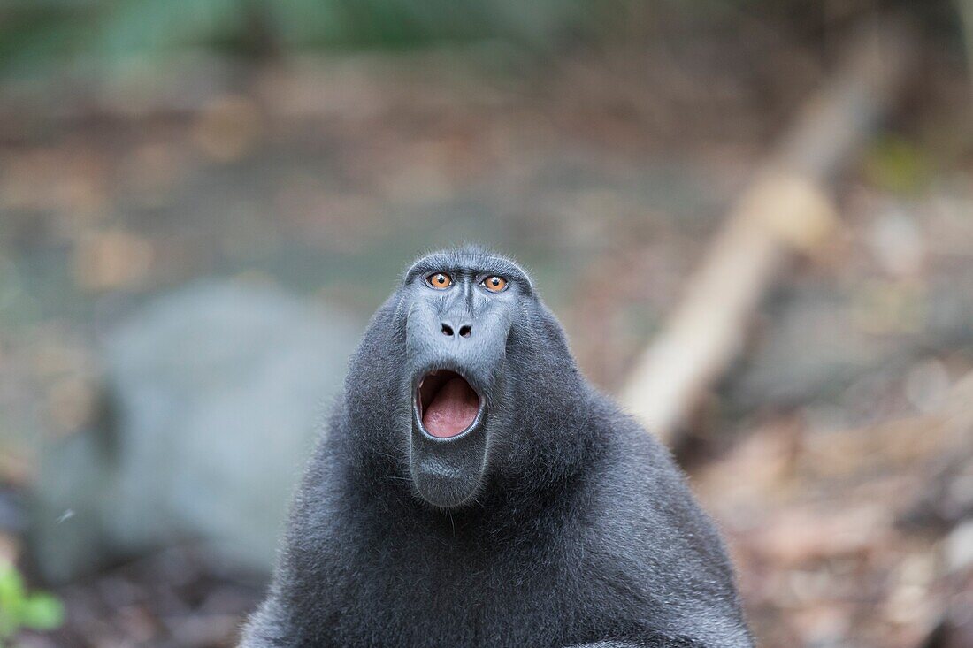 Asia,Indonesia,Celebes,Sulawesi,Tangkoko National Park,Celebes crested macaque or crested black macaque,Sulawesi crested macaque,or the black ape (Macaca nigra),adult male yawning.