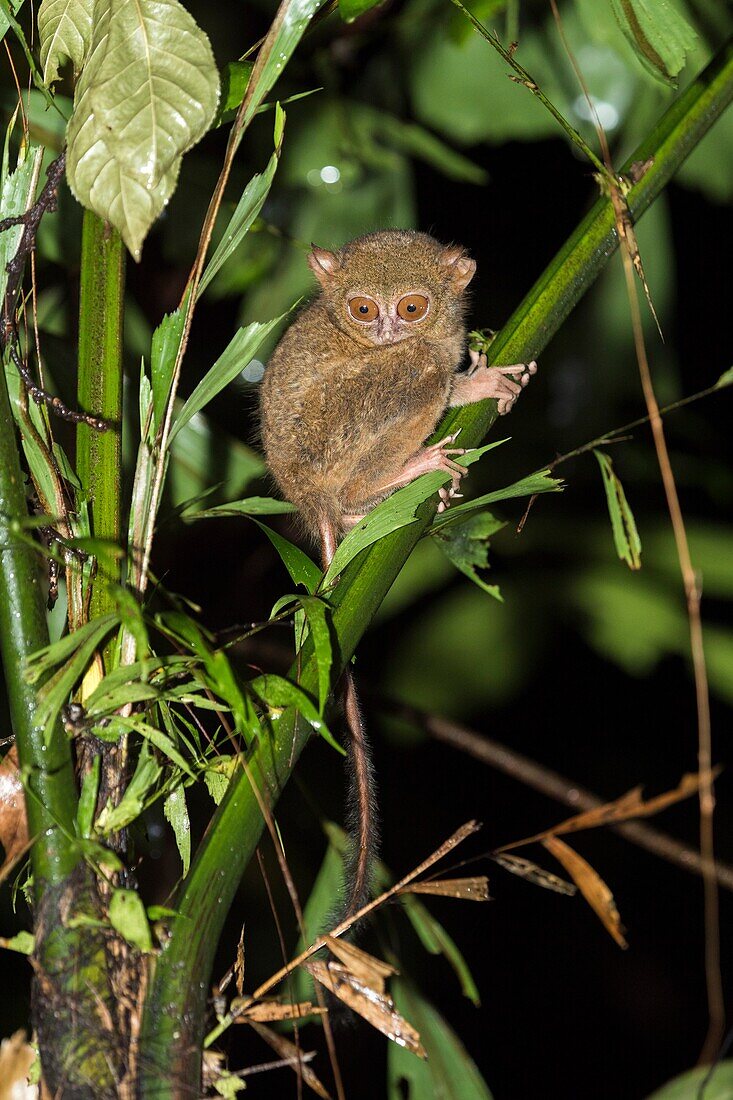 Asia,Indonesia,Celebes,Sulawesi,Tangkoko National Park,. Spectral tarsier (Tarsius spectrum,also called Tarsius tarsier).