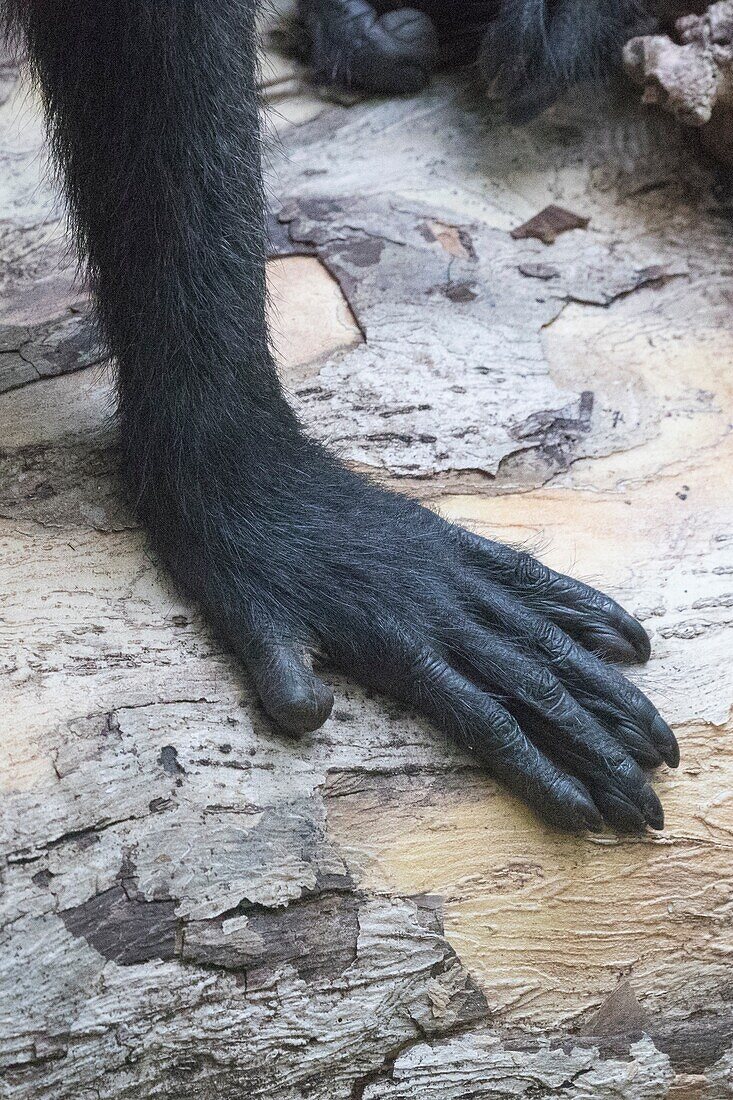 Asia,Indonesia,Celebes,Sulawesi,Tangkoko National Park,. Celebes crested macaque or crested black macaque,Sulawesi crested macaque,or the black ape (Macaca nigra),hand