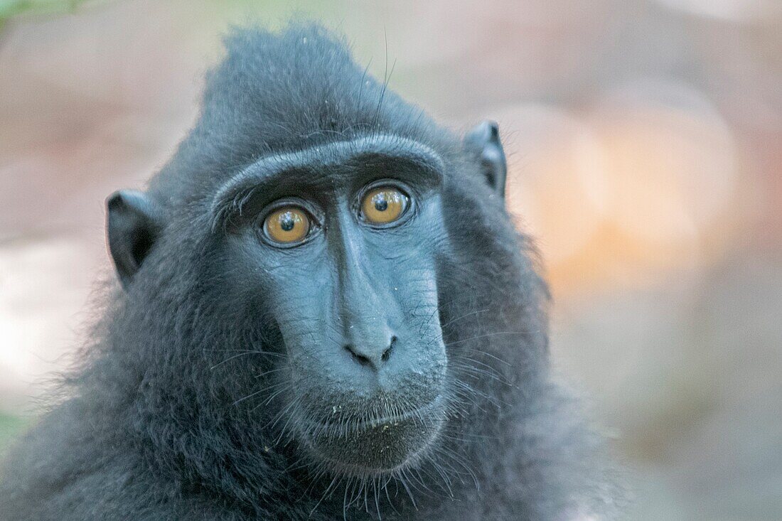 Asien, Indonesien, Celebes, Sulawesi, Tangkoko-Nationalpark. Celebes Haubenmakaken oder Haubenmakaken, Sulawesi Haubenmakaken oder der schwarze Affe (Macaca nigra).