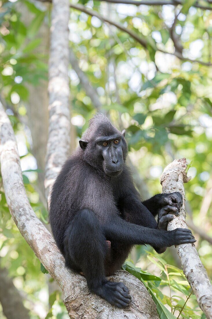 Asia,Indonesia,Celebes,Sulawesi,Tangkoko National Park,. Celebes crested macaque or crested black macaque,Sulawesi crested macaque,or the black ape (Macaca nigra),.