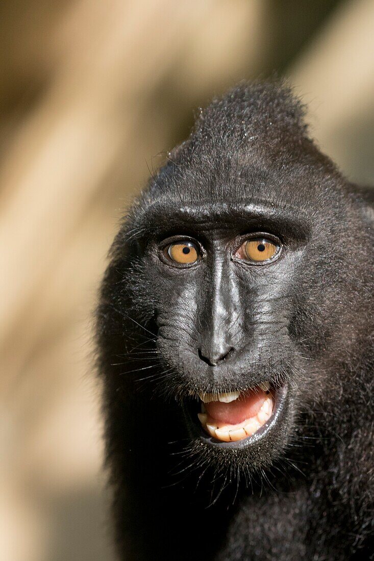 Asien, Indonesien, Celebes, Sulawesi, Tangkoko-Nationalpark. Celebes Haubenmakaken oder Haubenmakaken, Sulawesi Haubenmakaken oder der schwarze Affe (Macaca nigra).