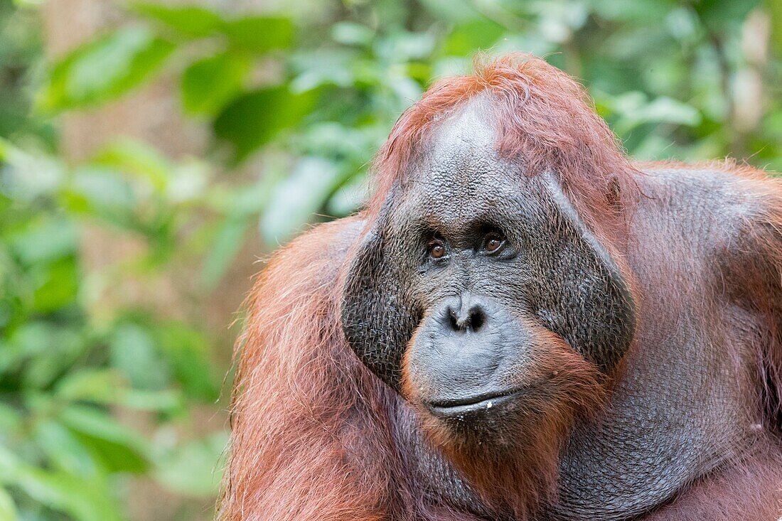 Asia,Indonesia,Borneo,Tanjung Puting National Park,Bornean orangutan (Pongo pygmaeus pygmaeus),adult male in a tree.