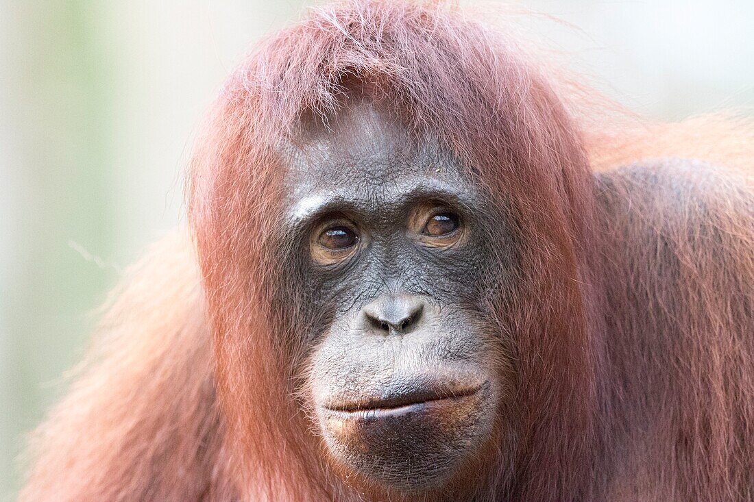 Asia,Indonesia,Borneo,Tanjung Puting National Park,Bornean orangutan (Pongo pygmaeus pygmaeus)
