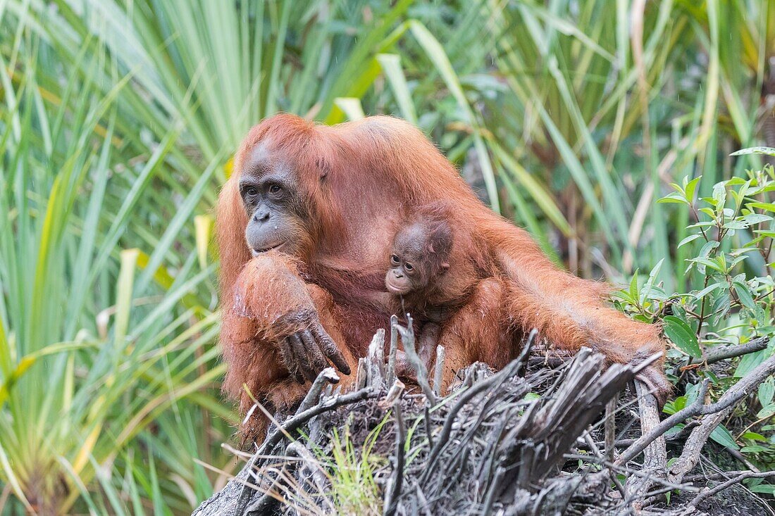 Asien, Indonesien, Borneo, Nationalpark Tanjung Puting, Borneo-Orang-Utan (Pongo pygmaeus pygmaeus), erwachsenes Weibchen mit einem Baby in der Nähe des Flusses Sekonyer.